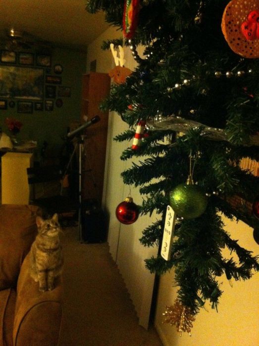 Anti-Cat Christmas Tree (9 pics)