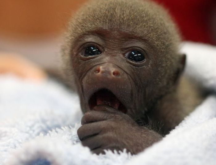 Monkey Baby (6 pics)