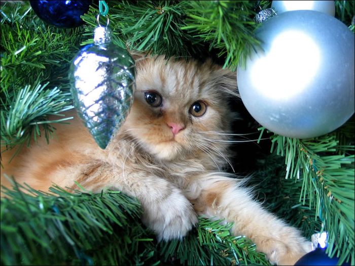 happy christmas tree cat star