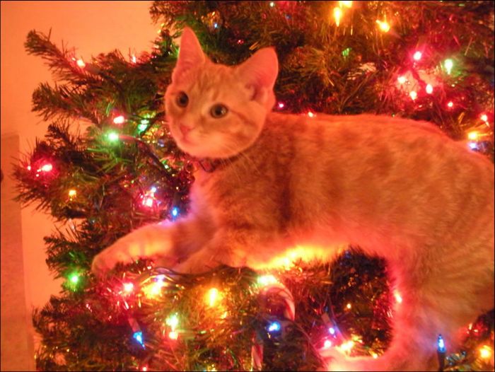 Cats Love Christmas Trees (36 pics)
