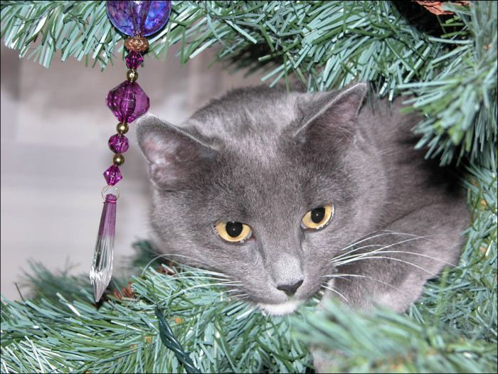 Cats Love Christmas Trees (36 pics)