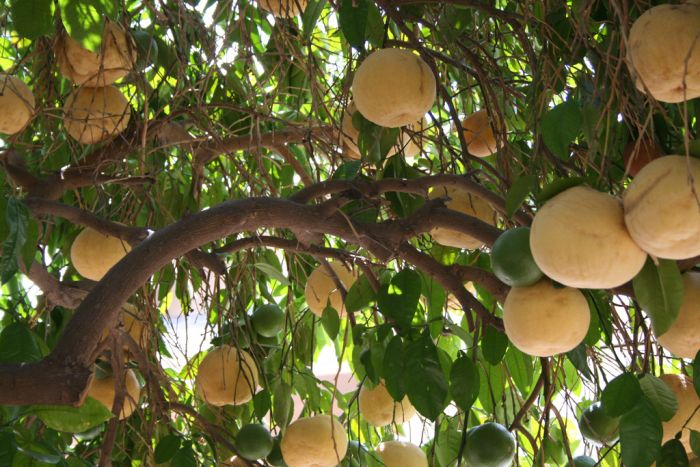 This Is Where Our Fruits Come From (16 pics)