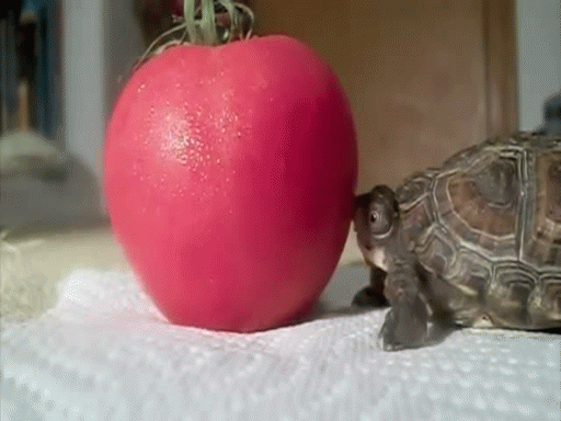 Acid Gifdump (25 gifs)