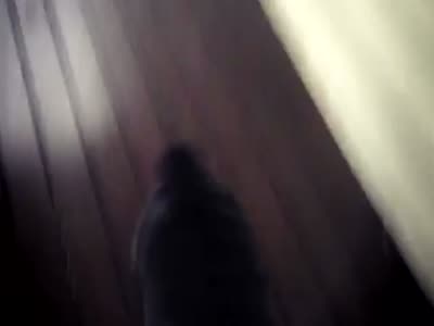 Funny Dog Going Upstairs