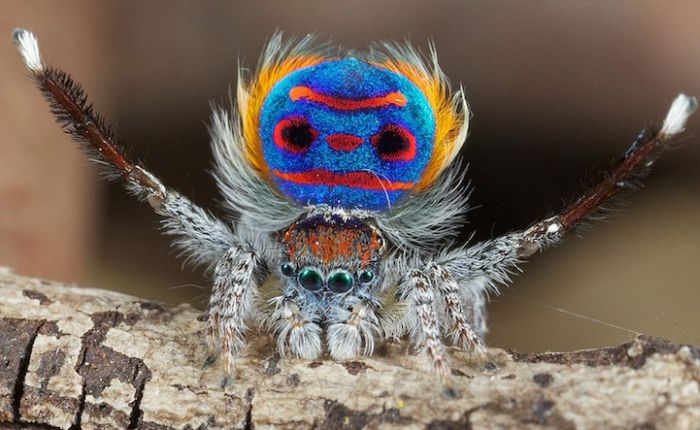 Acid Picdump (109 pics)