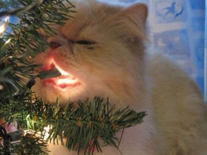 Acid Picdump (109 pics)