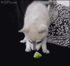 Awesom Dog GIFs (41 gifs)