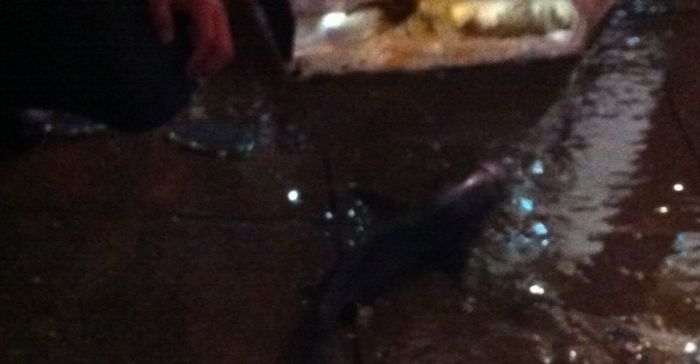 Shark Aquarium Accident (19 pics)