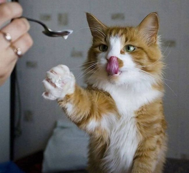 Perfectly Timed Cat Photos (25 pics)