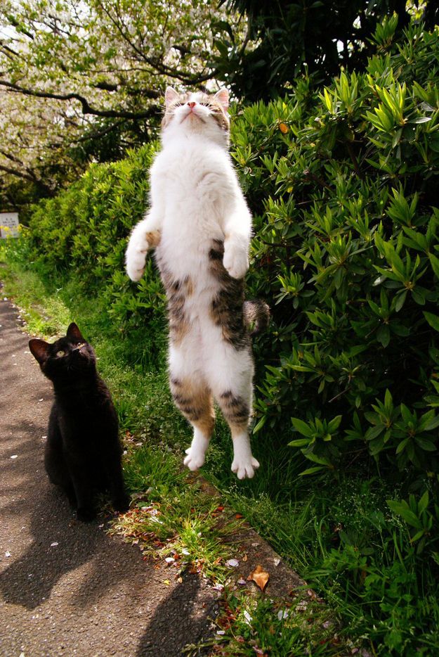 Perfectly Timed Cat Photos (25 pics)