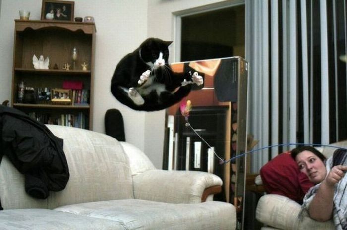 Perfectly Timed Cat Photos (25 pics)