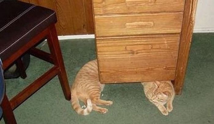 Perfectly Timed Cat Photos (25 pics)