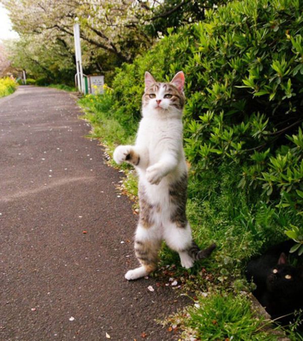 Perfectly Timed Cat Photos (25 pics)