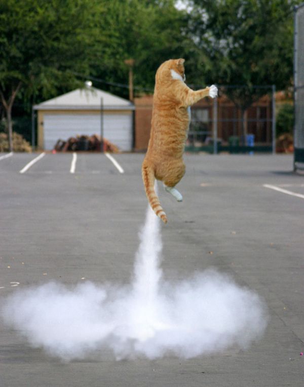 Perfectly Timed Cat Photos (25 pics)