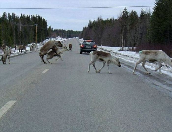 Acid Picdump (83 pics)