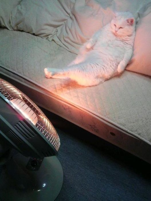Acid Picdump (83 pics)