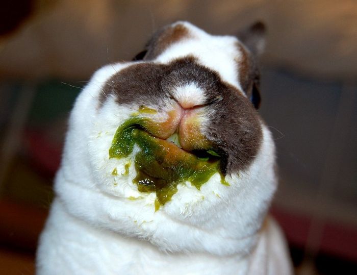 Acid Picdump (83 pics)