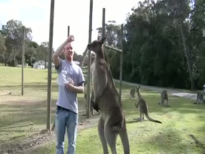 Feeding a Cute Kangaroo