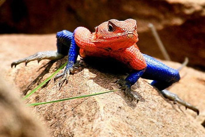 Spider-Man Lizard Agama Mwanzae (10 pics)