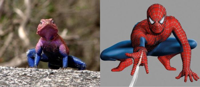 Spider-Man Lizard Agama Mwanzae (10 pics)