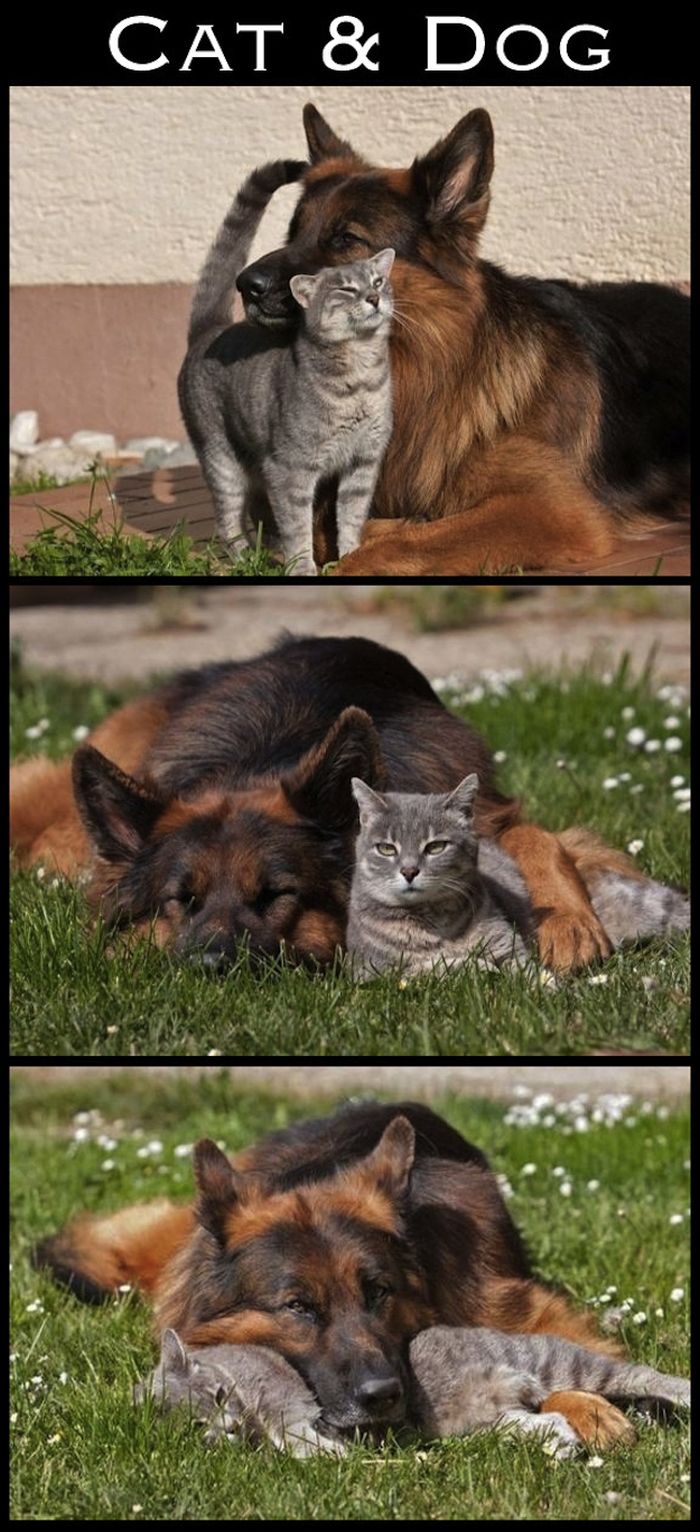 Cute Interspecies Friends (30 pics)