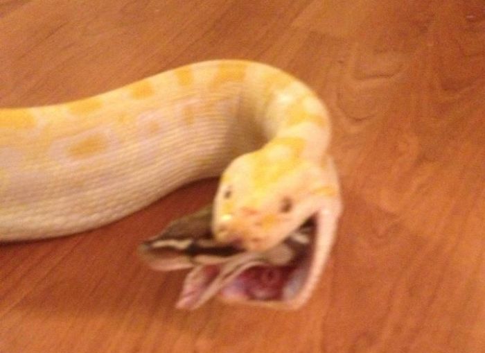 Snake Eating Another Snake (3 pics)