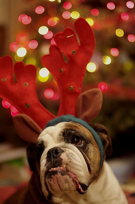 These Dogs Hate Christmas (34 pics)