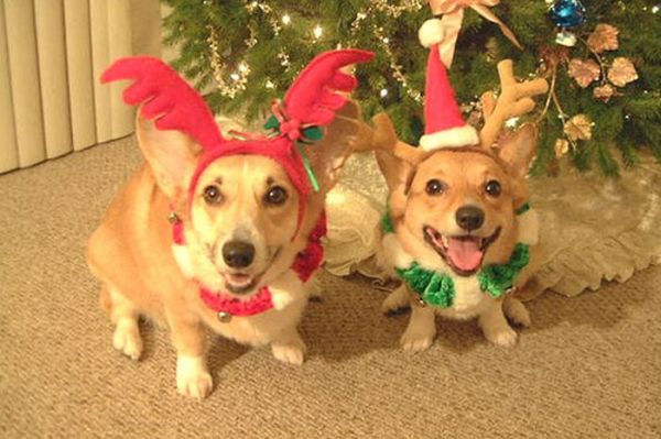 These Dogs Hate Christmas (34 pics)