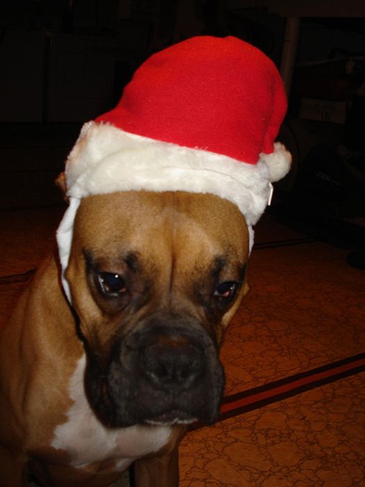 These Dogs Hate Christmas (34 pics)