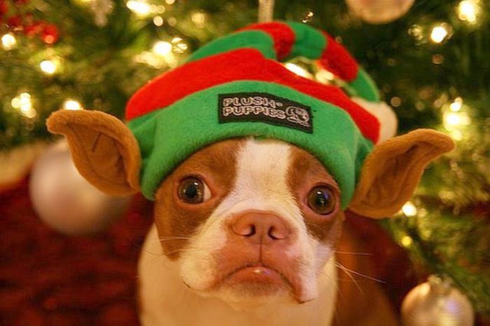 These Dogs Hate Christmas (34 pics)