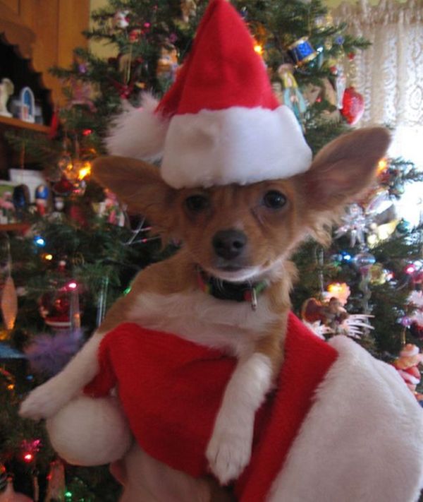 These Dogs Hate Christmas (34 pics)
