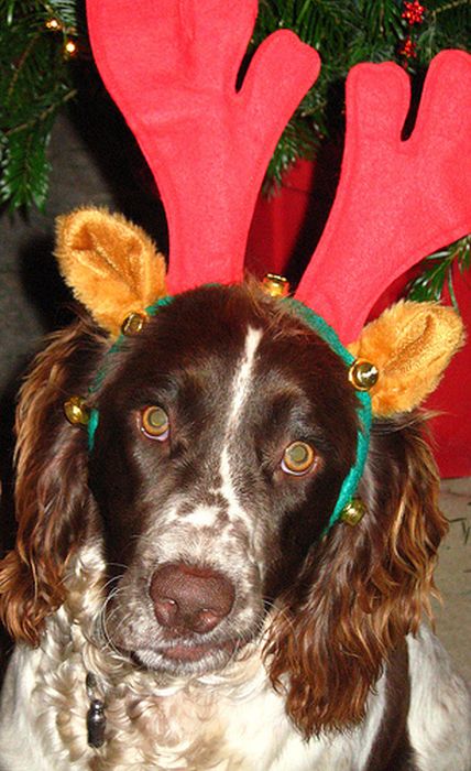These Dogs Hate Christmas (34 pics)