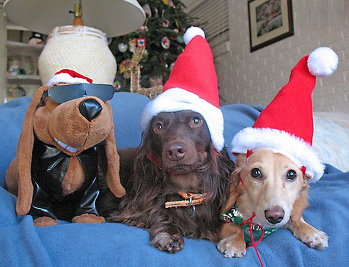These Dogs Hate Christmas (34 pics)