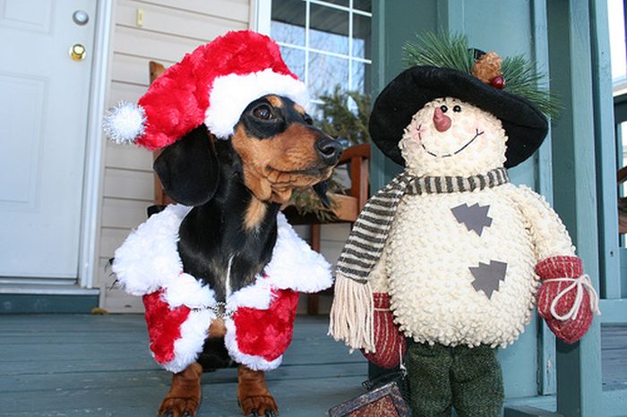 These Dogs Hate Christmas (34 pics)