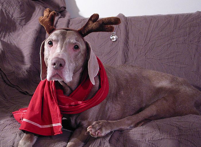These Dogs Hate Christmas (34 pics)