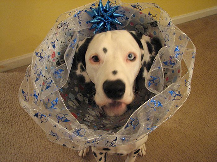These Dogs Hate Christmas (34 pics)