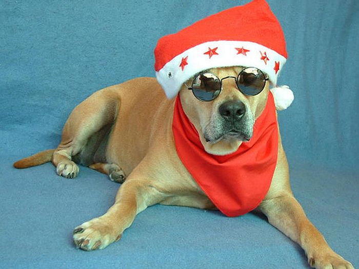 These Dogs Hate Christmas (34 pics)