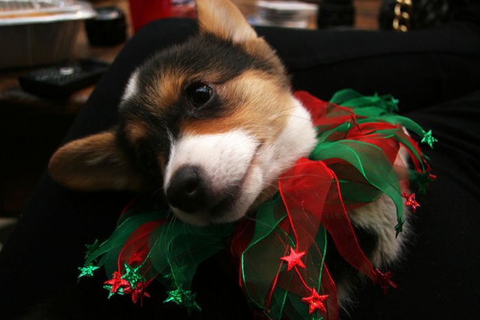 These Dogs Hate Christmas (34 pics)