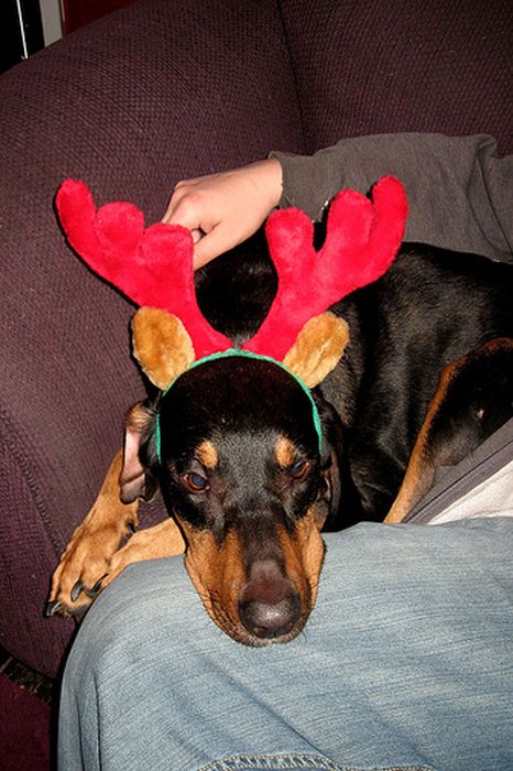 These Dogs Hate Christmas (34 pics)