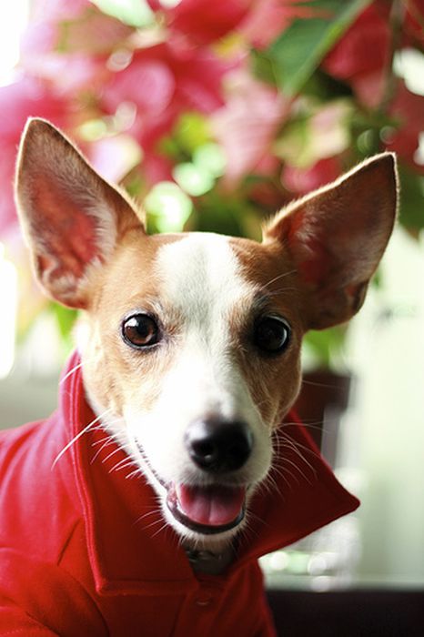 These Dogs Hate Christmas (34 pics)