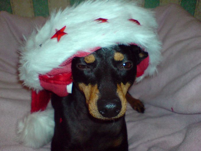 These Dogs Hate Christmas (34 pics)