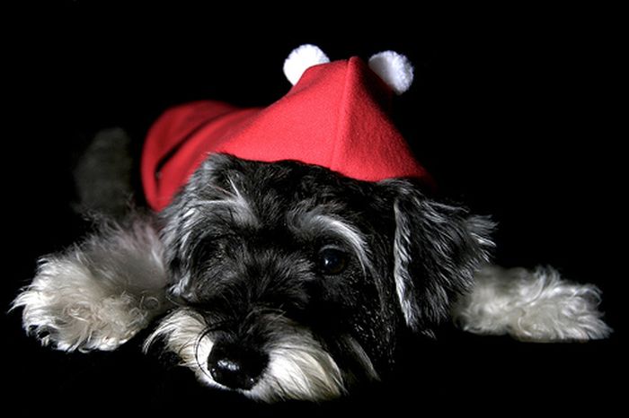 These Dogs Hate Christmas (34 pics)
