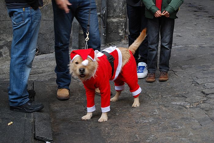 These Dogs Hate Christmas (34 pics)
