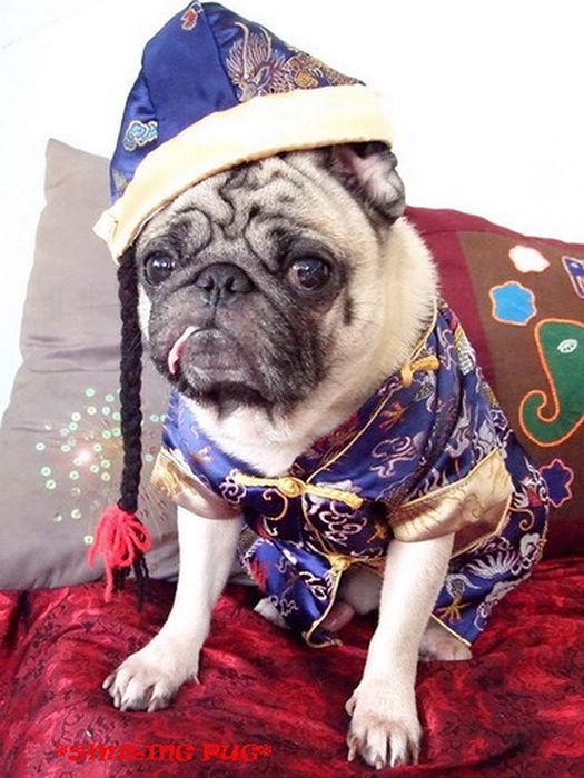 These Dogs Hate Christmas (34 pics)