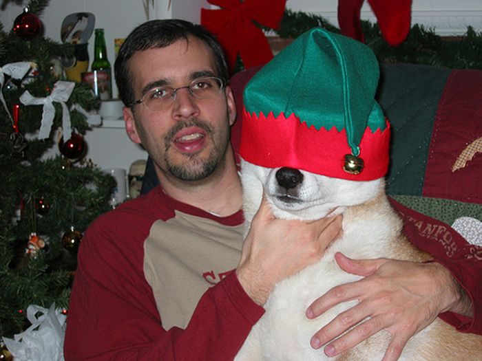 These Dogs Hate Christmas (34 pics)