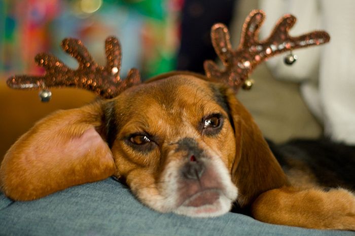 These Dogs Hate Christmas (34 pics)
