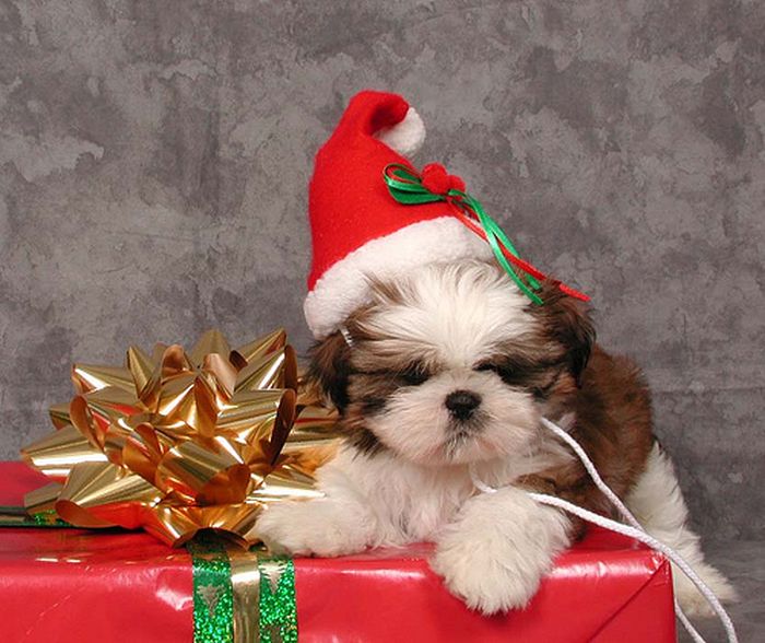 These Dogs Hate Christmas (34 pics)