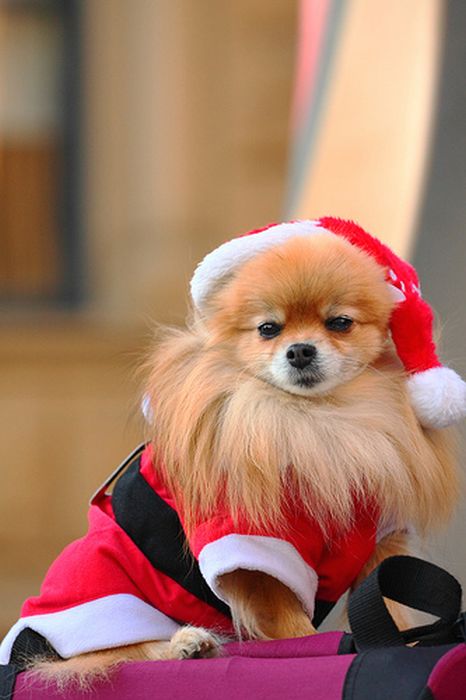 These Dogs Hate Christmas (34 pics)