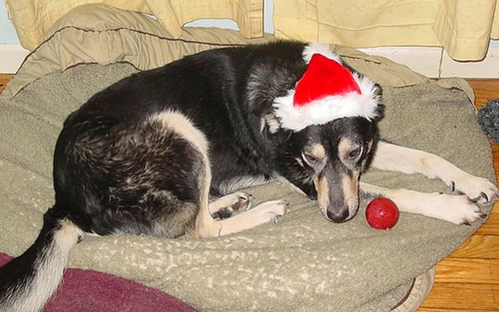 These Dogs Hate Christmas (34 pics)