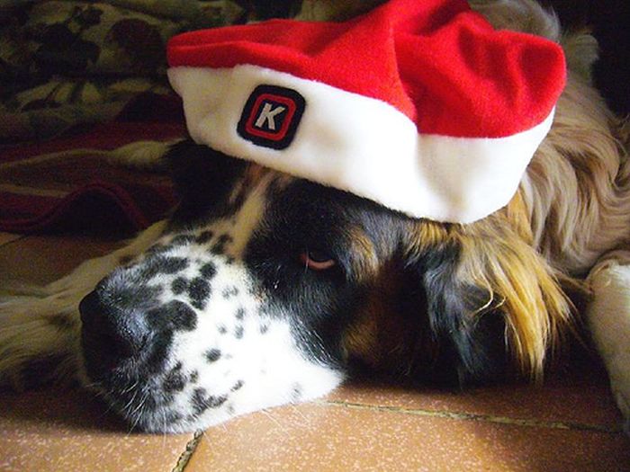 These Dogs Hate Christmas (34 pics)